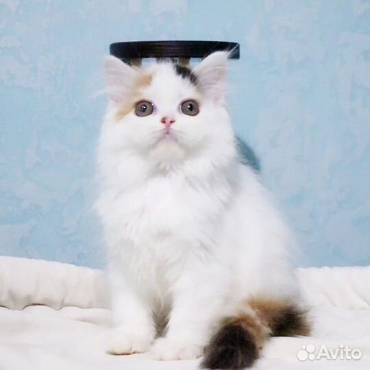 Берегите свои мимиметры