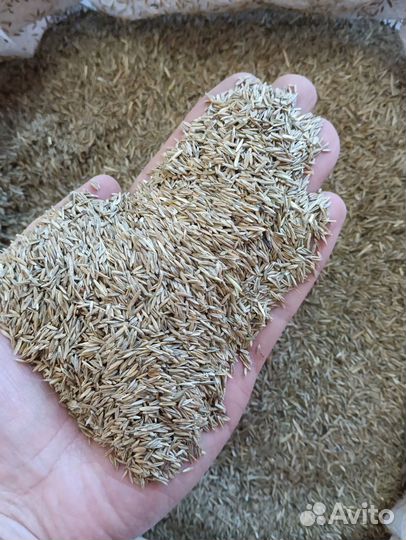 Семена овсяницы: луговой, тростниковой, красной