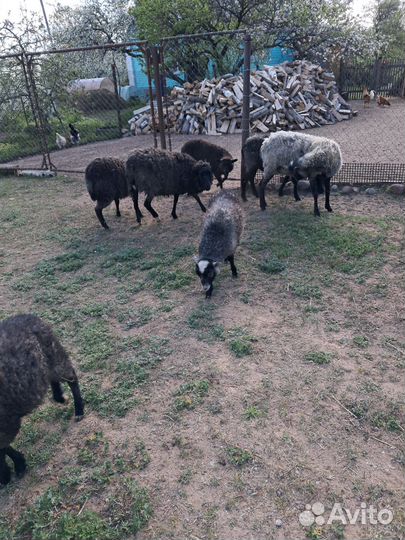 Овцы бараны ягнята