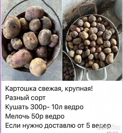 Картошка ведро