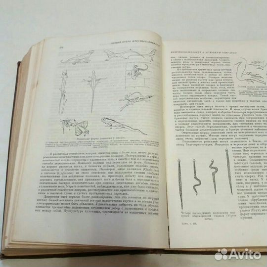 Жизнь животных по Брему. Северцов