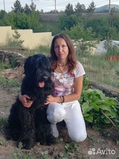 Дрессировка и воспитание собак