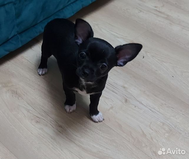 Щенки чихуахуа