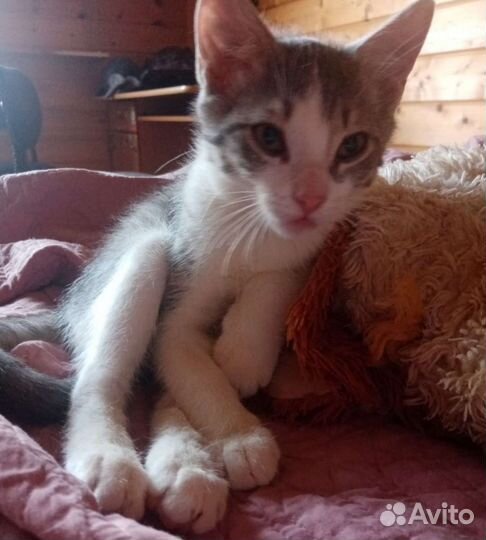 Милый пушистик в поисках дома