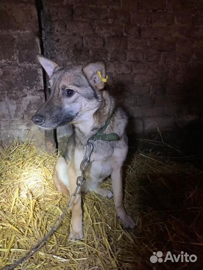 Собака стерил дев,время содержания в отлове вышло