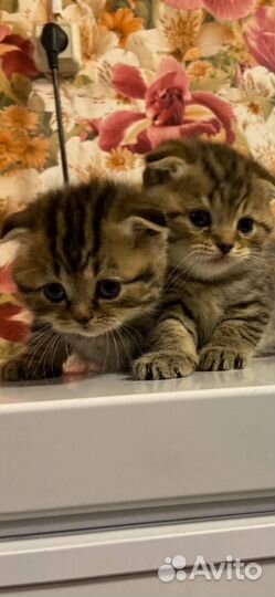 Шотландская