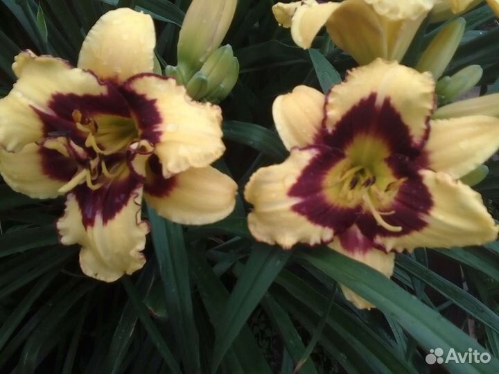 Флокс и лилейник