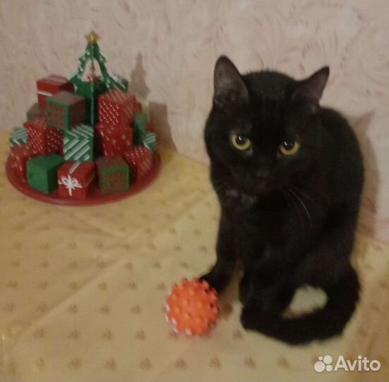 Кошечка в добрые руки