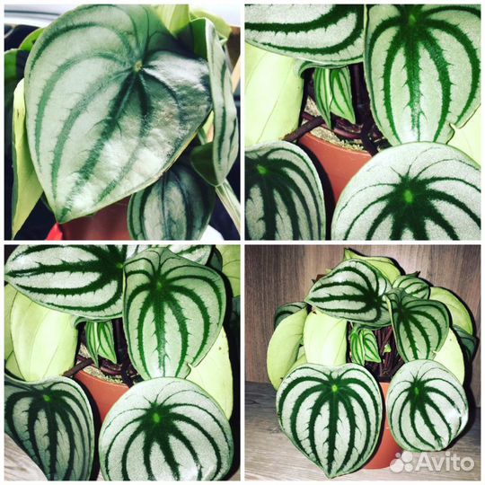 Пеперомии сортовые