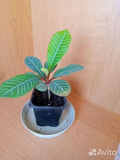 Молочай беложильчатый Эуфорбия