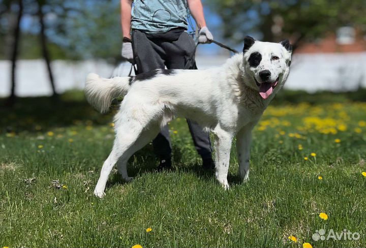 Среднеазиатская овчарка в добрые руки