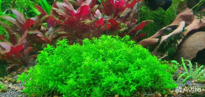 Аквариумные растения