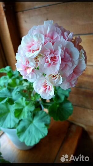 Пеларгония сортовая,коллекционная