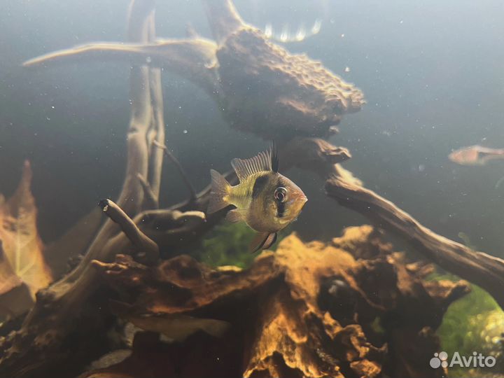 Скалярии,апестограммы