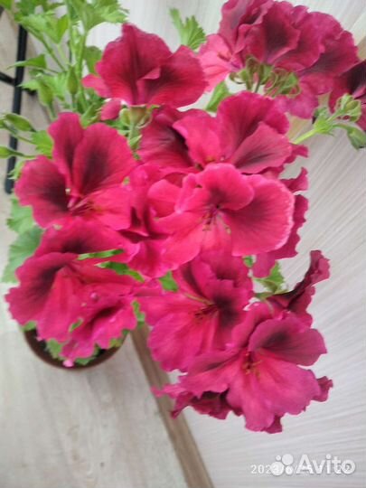 Пеларгония герань королевская