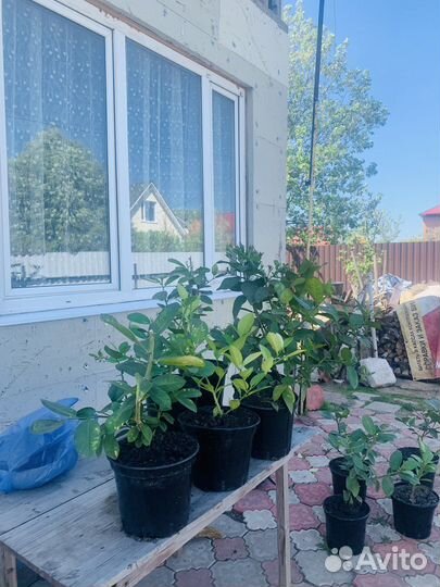 Лимонное дерево с плодами