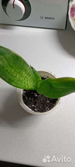 Сансиверия