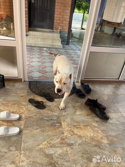 Питбуль вязка