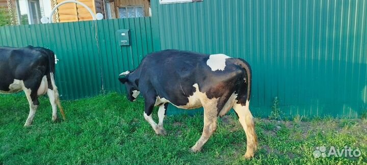 Коровы высокоудойные