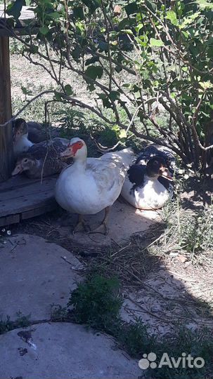 Индоутки, Гуси, яйца на инкубацию и еду