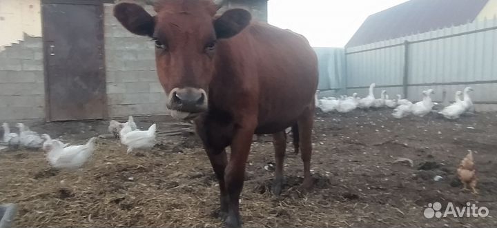 Телка 1.5 года