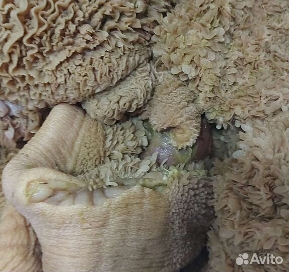 Требуха, рубец