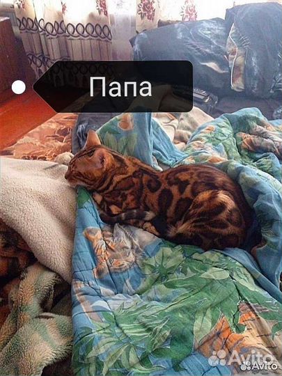 Бенгальская кошечка