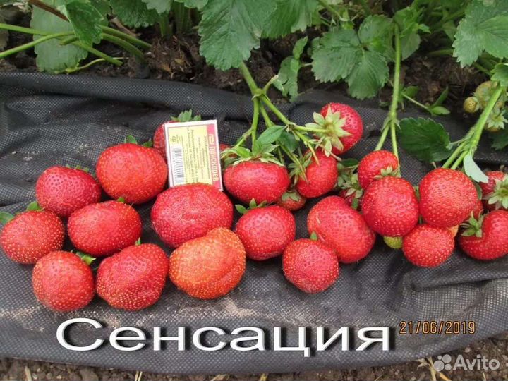 Клубника Сенсация усы