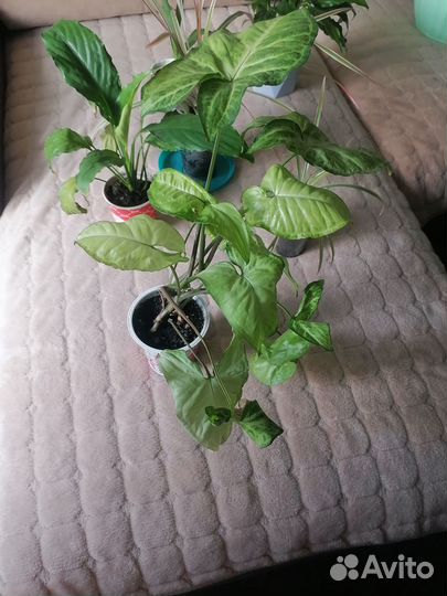 Драцена, юкка, спатик и сингониум