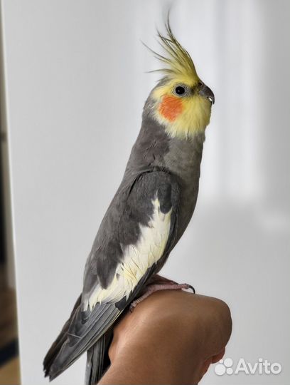 Попугай корелла с клеткой