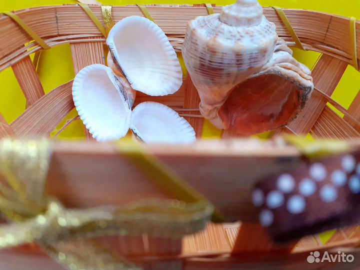 Морские ракушки с корзинкой