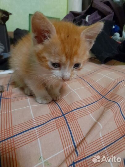 Котята в добрые руки мальчики