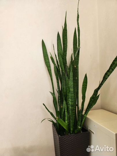 Сансевиерия