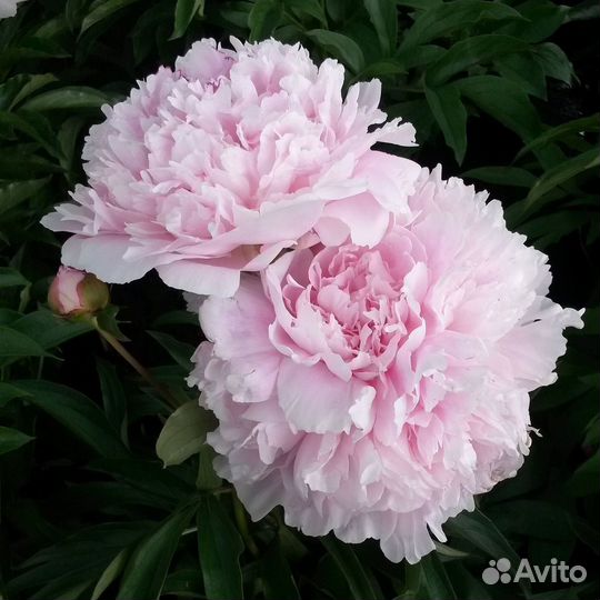 Пион Альберт Крусс (Albert Crousse), корень для по