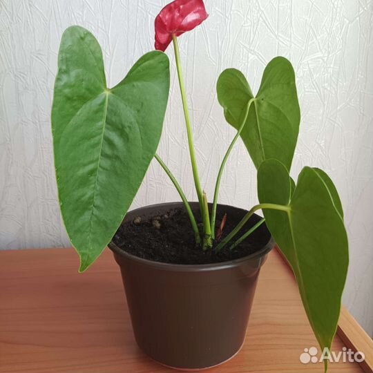 Комнатные цветы антуриум