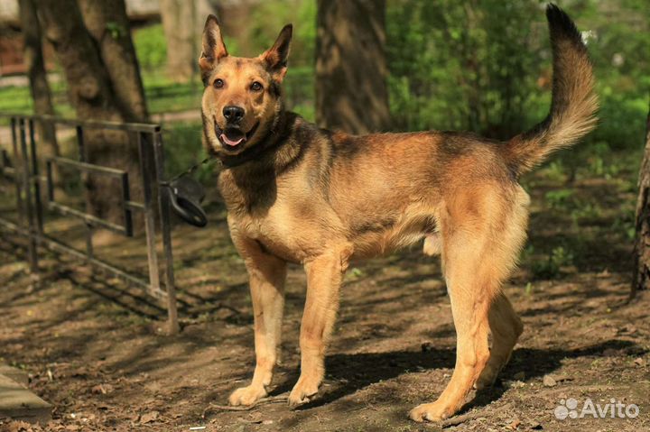 Карат ищет дом. 4 года, кастрат