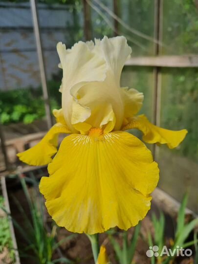 Ирисы для брони и другие многолетники