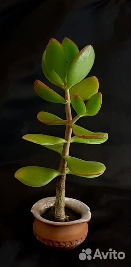 Денежное дерево - Толстянка (Крассула)