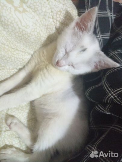 Котята мальчик и девочка ищут себе дом