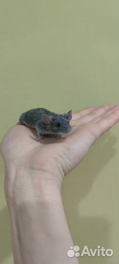 Декоративная мышь кудрявая