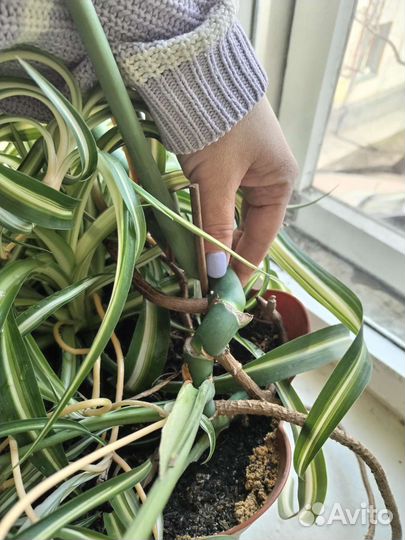 Монстера с доставкой другие цветы