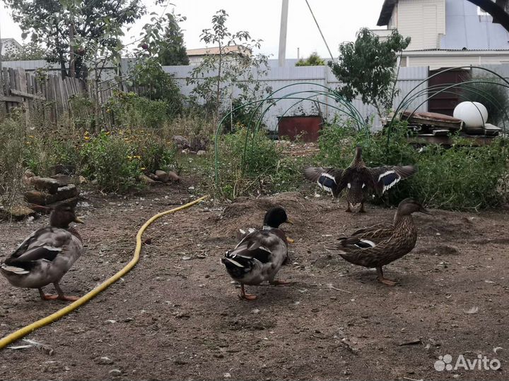 Утка кряква