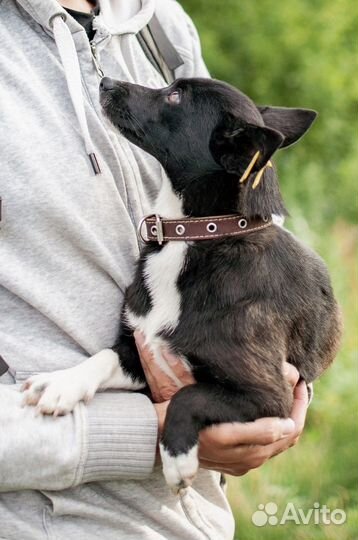 Маленькая собака