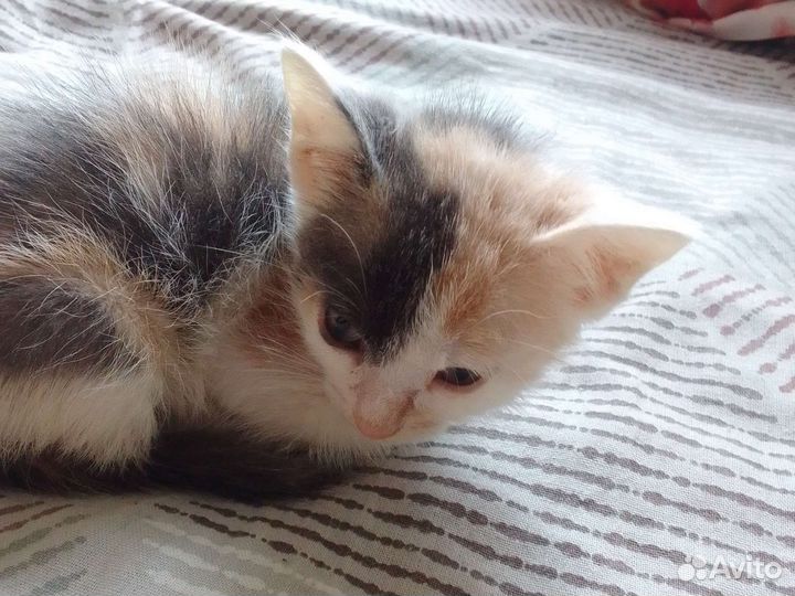 Кошки в добрые руки бесплатно