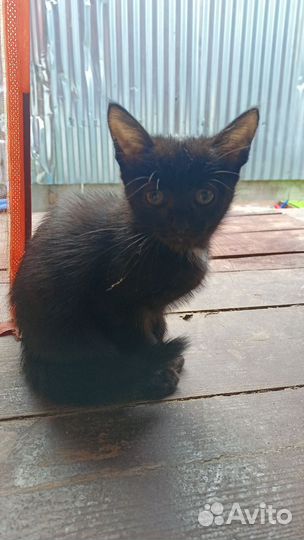 Кошка котенок черная