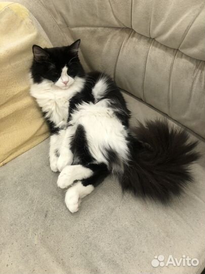Кошка в дар