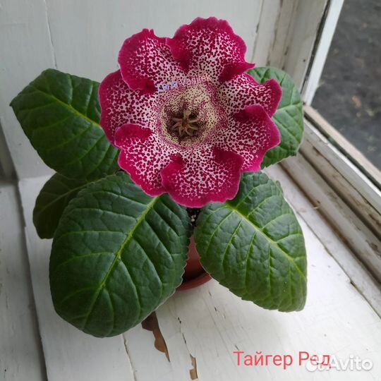 Глоксиния махровая, цветущая, лист, детка