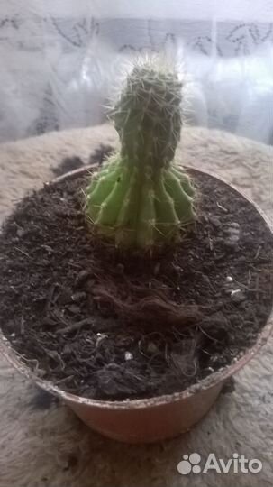 Продам цветы комнатные