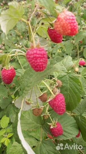 Саженцы ремонтантной малины Полька