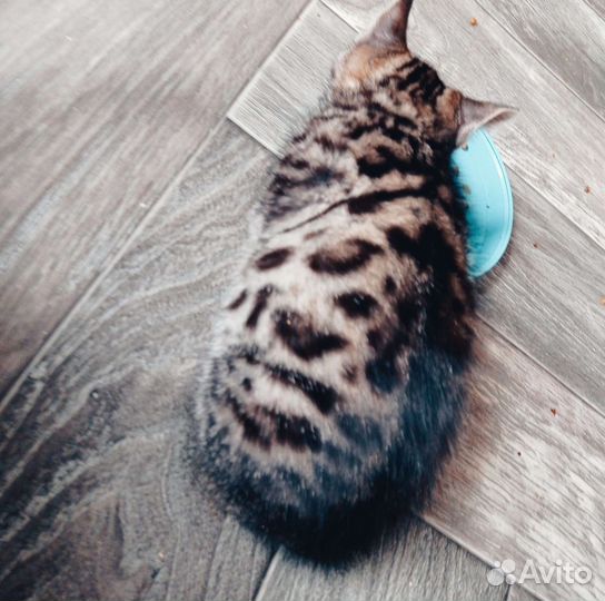 Бенгальские котята